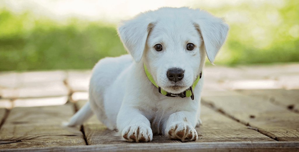 De voordelen van Omega 3 voor je hond-arctic-blue