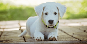 De voordelen van omega 3 voor je hond-arctic-blue